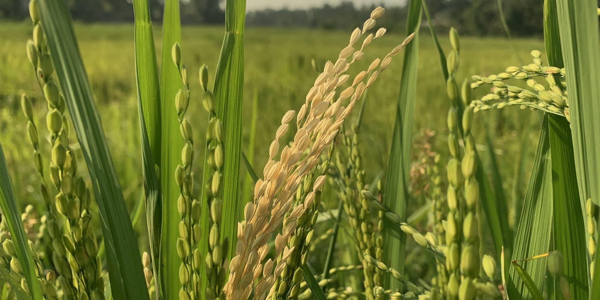 Lush Paddy Fields-image